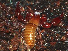 Pseudoscorpion